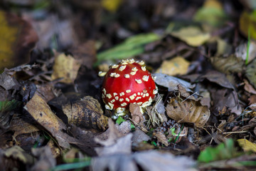 Autumn mushroom Amanita muscaria. Young mushrooms make their way through the ground.