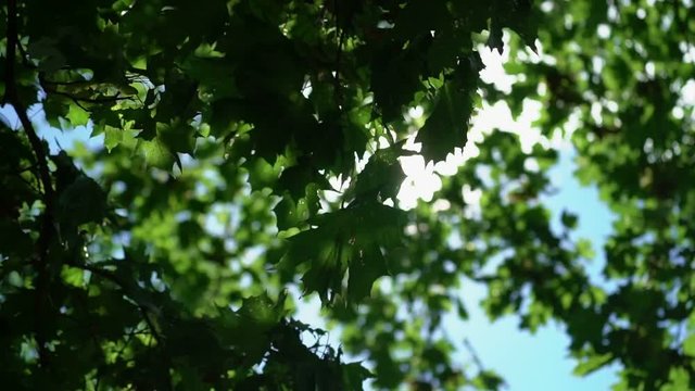 Sun shining through tree leafes shot
