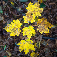 Yellow maple leaves on the tree. View from above.