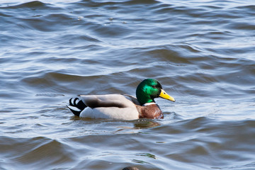 Mallard duck