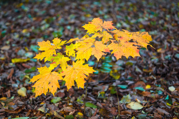 Yellow maple leaves on the tree. Swirling bokeh.