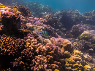Fototapeta na wymiar bunte korallen am riff
