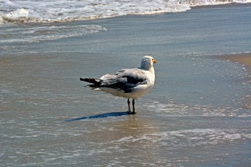 Seagull Standing Along the Oceans Edge