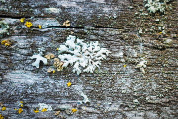 Old dry, weathered boards, covered with lichen.