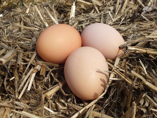 three eggs on straw
