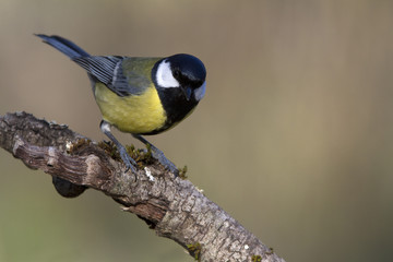 Great tit. Parus major