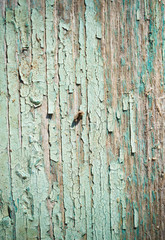 Obraz premium old, weathered boards with peeling paint.