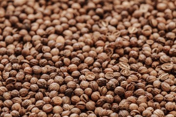 Organic Dried coriander seeds Coriandrum sativum closeup background texture