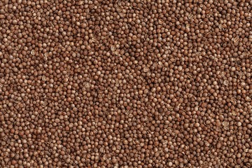 coriander seeds closeup
