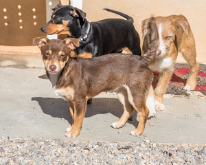 Dogs are looking for the home side.

