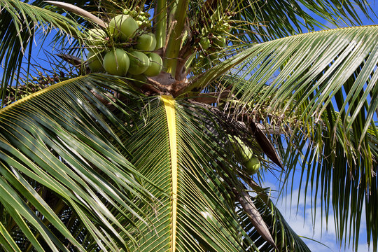 Coconuts hanging on a coconut palm tree