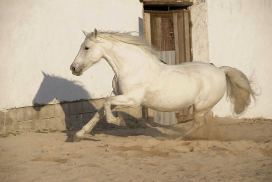 Caballo en picadero