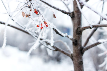 Rowan in hoarfrost
