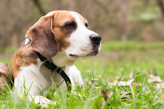 Beagle dog looking with sadness away