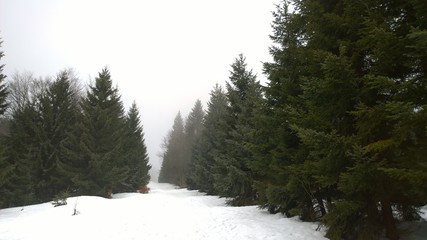 Nature covered in snow during deep winter. Slovakia