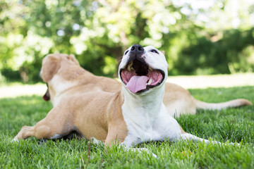 Adorable friends at park 