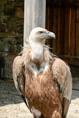 Griffon Vulture