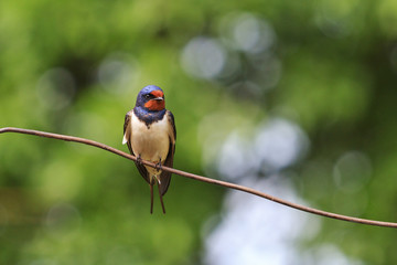 first swallow sitting on the wire