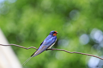 first swallow sign spring symbol