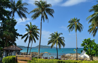 Fototapeta na wymiar Palm trees on the beach. Thailand. Phuket.