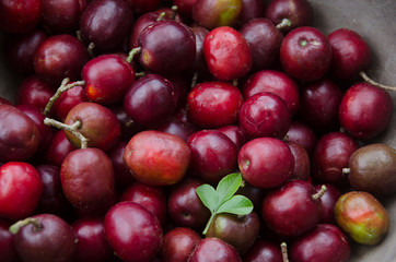 Red mombin (Spondias purpurea)