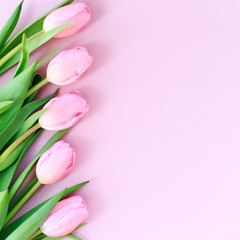 Pink tulips on the pink background. Flat lay, top view.  Valenti