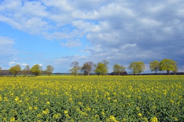 Raps Field in the north of Germany