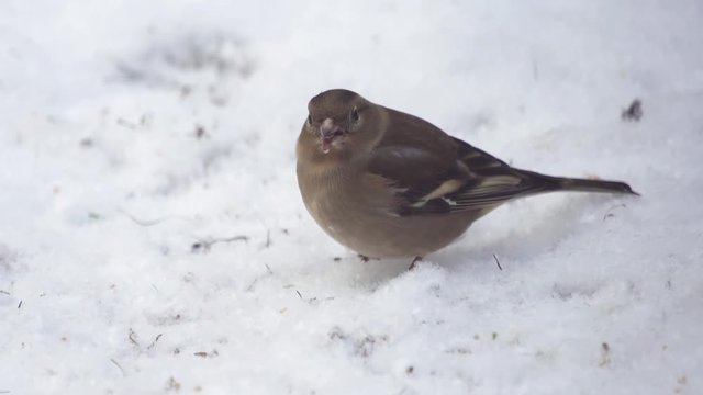 Common Chaffinch Female Finding Food In Snow On The Ground While It Snows