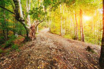 Fototapeta premium Forest Road in the autumn. Landscape