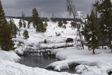 Bison in Firehole river landscape, Yellowstone National Park