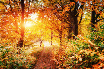 Waterfall in autumn sunlight. Beauty world. Carpathians. Ukraine. Europe