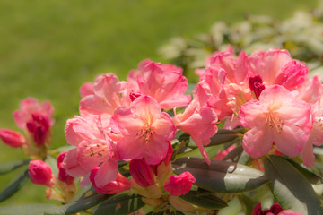 Fototapeta na wymiar rhododendron