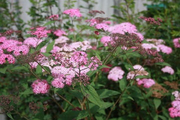 Obraz premium Spiraea