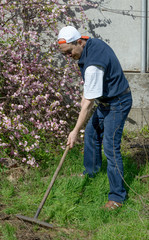 Man is raking grass near flowering Prunus triloba bush.