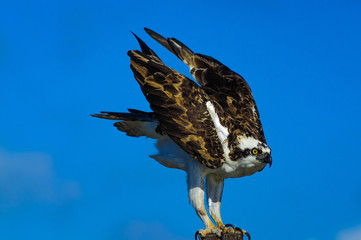 Portrait of Osprey feasting on fresh caught fish