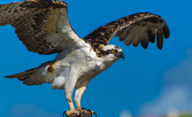 Portrait of Osprey feasting on fresh caught fish
