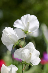 Fototapeta na wymiar Sweet Pea flowers