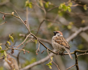 Tree sparrow - Passer montanus - sitting on branch with spring buds