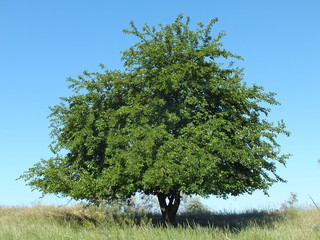 Mulberry tree in steppe
