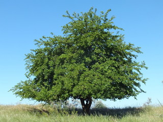 Mulberry tree in steppe