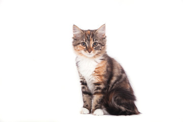 Small Siberian kitten on white background. Cat lying