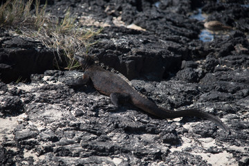 Galapagos wonder