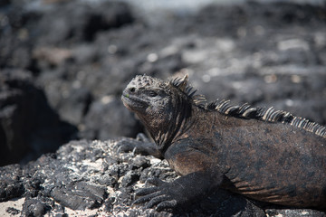 Galapagos wonder