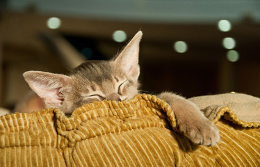 Fototapeta na wymiar Abyssinian kitten sleeping