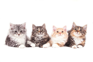 Four small Siberian kittens on white background. Cats lying
