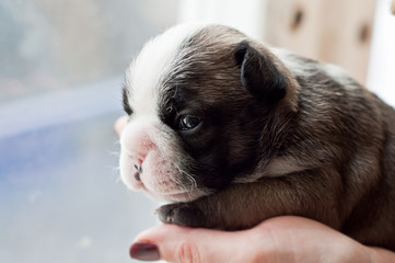 French Bulldog Puppy