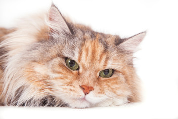 Close-up Siberian cat on white background. Cat lying