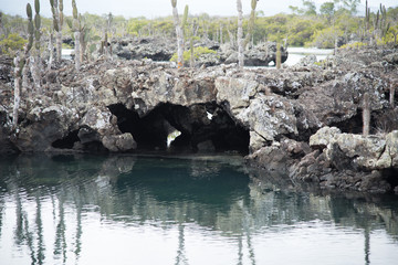 Galapagos wonder