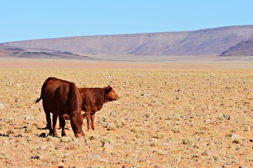 Cows in the savannah of Namibia