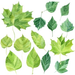 Naklejka na ściany i meble Leaves set, collection of different hand drawn watercolor bright green leaves, isolated on white background. Flora nature vector clip art.